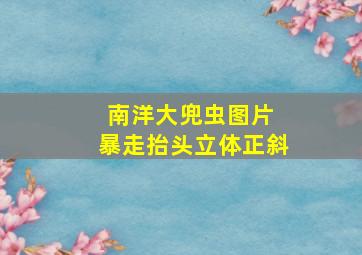 南洋大兜虫图片 暴走抬头立体正斜